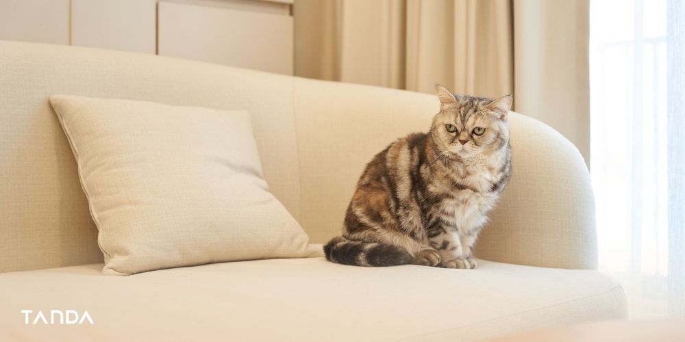 Pet Friendly Home เทรนด์บ้านยุคใหม่ของคนรักสัตว์ อยู่กันได้ลงตัว